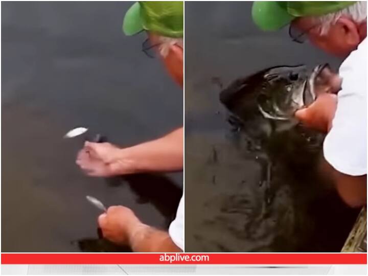 Viral Video old man catching big fish by making small fish as bait Viral Video: छोटी मछली को चारा बनाकर हाथों से पकड़ी बड़ी मछली, देख कर दंग रह जाएंगे आप