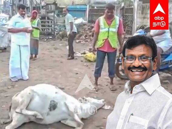 Minister Nasar Helping Cow : பசுவைக் காப்பாற்றிய பால்வளத்துறை அமைச்சர்.. பாராட்டிய பொதுமக்கள்..