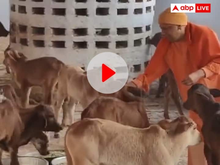 CM Yogi Adityanath seen feeding gram and jaggery to cows roaming around in goshala of Gorakhnath temple during Watch Video Watch: गोरखनाथ मंदिर की गौशाला में घूम-घूमकर गायों को चना और गुड़ खिलाते दिखे सीएम योगी