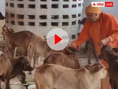 Watch: गोरखनाथ मंदिर की गौशाला में घूम-घूमकर गायों को चना और गुड़ खिलाते दिखे सीएम योगी