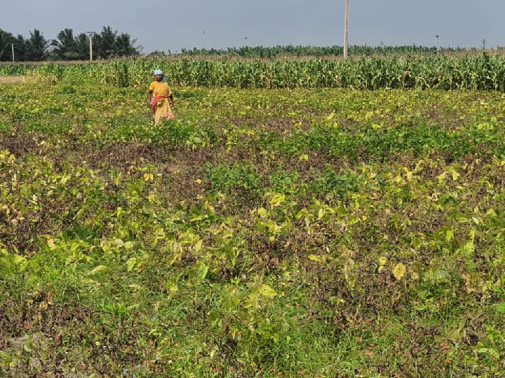 கோவில்பட்டி கோட்டத்தில் மஞ்சள் தேமல் நோயால் உளுந்து செடிகள் பாதிப்பு  - விவசாயிகள் கவலை