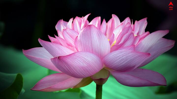 ব্যালকনিতেও পদ্ম ফোঁটাতে পারেন, রাখতে পারেন সূর্যমুখী, কিংবা অন্যান্য ফুলের গাছ। শুধু কয়েকটা জিনিস মাথায় রাখলেই হল।