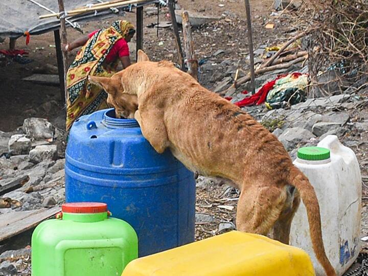 रायपुर : शराबियों की हैवानियत, कुत्तों को फांसी पर लटकाया