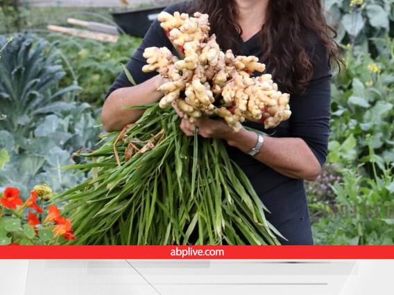 Home Gardening: चाय का जायका बढ़ाने वाली अदरक अब गमले में उगाएं, फिर बाजार से नहीं खरीदना ही पड़ेगा Home Gardening: चाय का जायका बढ़ाने वाली अदरक अब गमले में उगाएं, फिर बाजार से नहीं खरीदना ही पड़ेगा