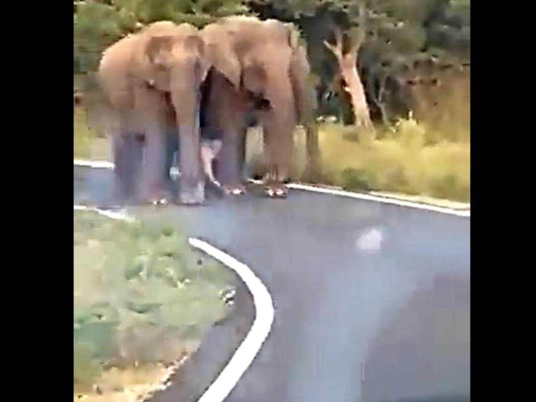 Video Of Newborn Baby Elephant Walking With Herd Goes Viral: Watch Video Of Newborn Baby Elephant Walking With Herd Goes Viral: Watch
