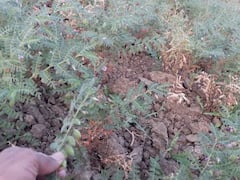 चने की पूरी फसल हो सकती है बर्बाद! किसान ऐसे करें बचाव के उपाय