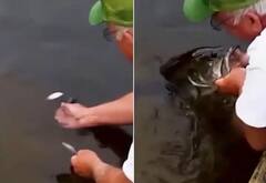 Viral Video: ਛੋਟੀ ਮੱਛੀ ਨੂੰ ਦਾਣਾ ਬਣਾ ਕੇ ਹੱਥਾਂ ਨਾਲ ਫੜੀ ਵੱਡੀ ਮੱਛੀ, ਦੇਖ ਕੇ ਰਹਿ ਜਾਓਗੇ ਹੈਰਾਨ