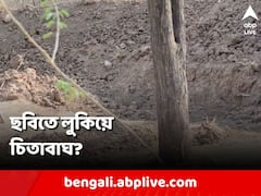 ছবির মধ্যে মিশে রয়েছে চিতাবাঘ! খুঁজে পেতে বেগ পেতে হচ্ছে সকলকেই