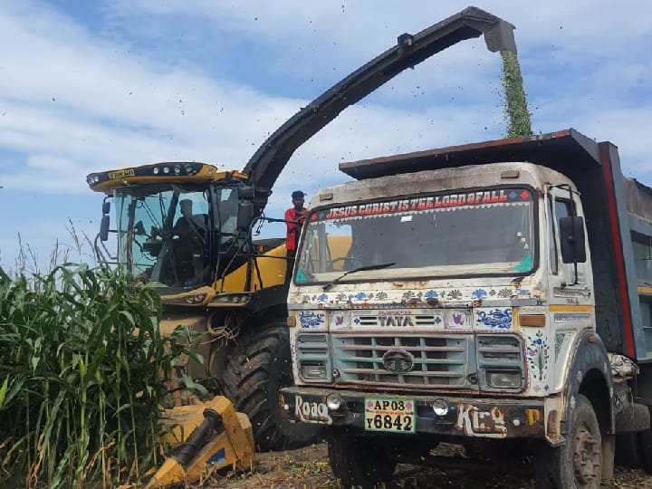 தூத்துக்குடியில் பொய்த்த மழை- கால்நடை தீவனத்துக்காக அழிக்கப்படும் மக்காச்சோள பயிர்கள்