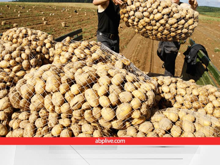 potatoes from UP the price of potatoes in Punjab has gone up to Rs 5 per kg Potato Price: पंजाब में बिक रहा था 15 रुपये किलो आलू, अब हुआ 5 रुपये किलो, वजह जानकर चौंक जाएंगे