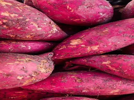 Surprising Health Benefits of Sweet Potatoes Health tips: શિયાળામાં સ્વાસ્થ્ય માટે વરદાન છે શક્કરિયા, જાણો તેના અદભૂત ફાયદા