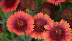 Gardening: ব্যালকনিতেও আপনি মেটাতে পারেন বাগানের শখ, রইল ফুল গাছের ফান্ডা