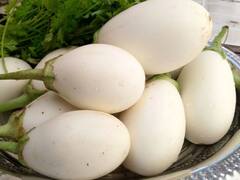 सफेद बैंगन कर देंगे मालामाल, शहरों से लेकर विदेशों तक में बढ़ी मांग