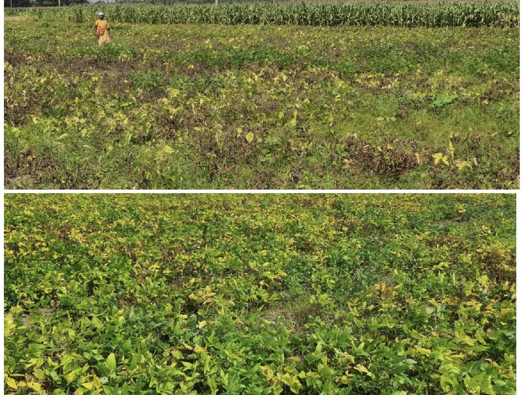 கோவில்பட்டி கோட்டத்தில் மஞ்சள் தேமல் நோயால் உளுந்து செடிகள் பாதிப்பு  - விவசாயிகள் கவலை