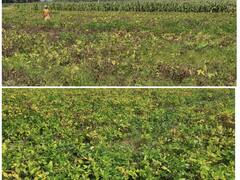 கோவில்பட்டி கோட்டத்தில் மஞ்சள் தேமல் நோயால் உளுந்து செடிகள் பாதிப்பு - விவசாயிகள் கவலை