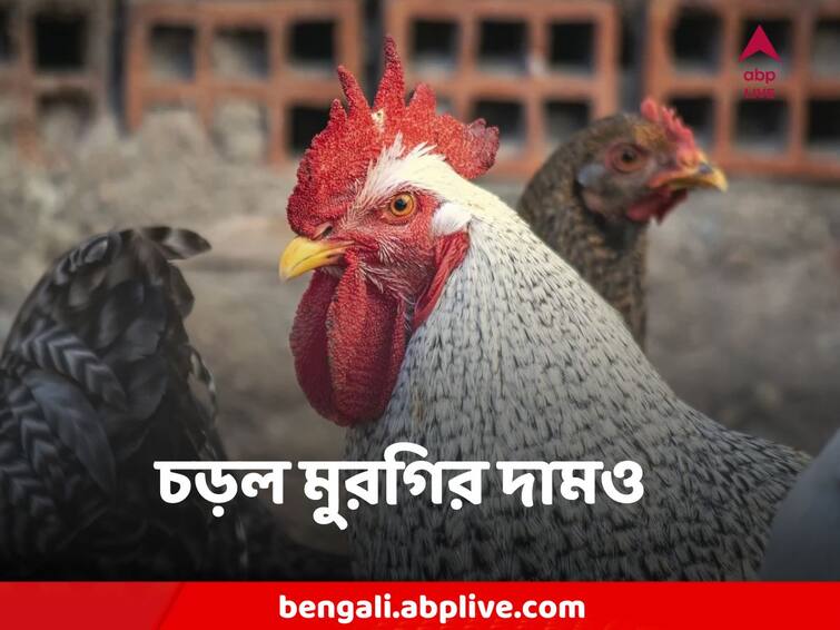 Kolkata Chicken Price Hike crosses 200 rupee per kg Chicken Price Hike : মুরগির দামও আগুন ! সাধারণের যন্ত্রণা বাড়িয়ে কলকাতায় কত হল দাম?