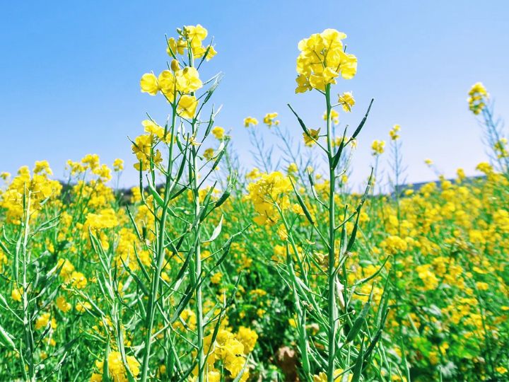 Farmers will earn more profit from mustard crop demand has increased so much in the market | सरसों की फसल से बरसेगा किसानों पर पैसा, मार्केट में इतनी ज्यादा बढ़ गई है