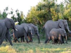 मध्य प्रदेश में हाथियों की खरीद-बिक्री की राह आसान, जारी किए जाएंगे लाइसेंस, जानिए गाइडलाइन