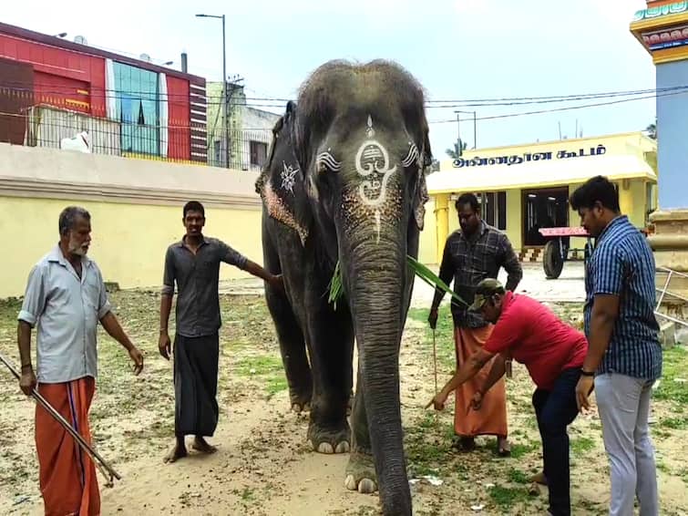 The forest department examined the Thirukadaiyur temple elephant Abhirami. திருக்கடையூர் கோயில் யானையை ஆய்வு செய்த அதிகாரிகள்