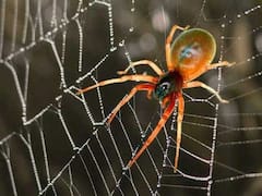 Vastu Tips: घर के इन कोनों में कभी न लगने दें मकड़ी के जाले, हाथ में कभी नहीं टिकेगा पैसा