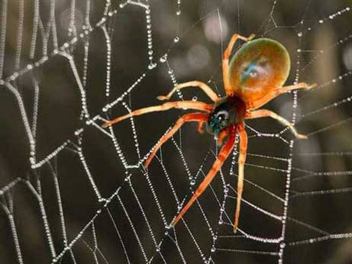 बैडरूम में खिड़की-दरवाजों या फिर दिवारों पर कहीं भी मकड़ी के जाले होने से दांपत्य जीवन में कड़वाहट आने लगती है. ये पति-पत्नी के बीच दूर आने का कारण बनते हैं. वैवाहिक जीवन में तनाव आने लगता है.