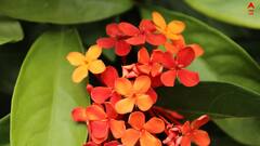 Gardening: ব্যালকনিতেও আপনি মেটাতে পারেন বাগানের শখ, রইল ফুল গাছের ফান্ডা