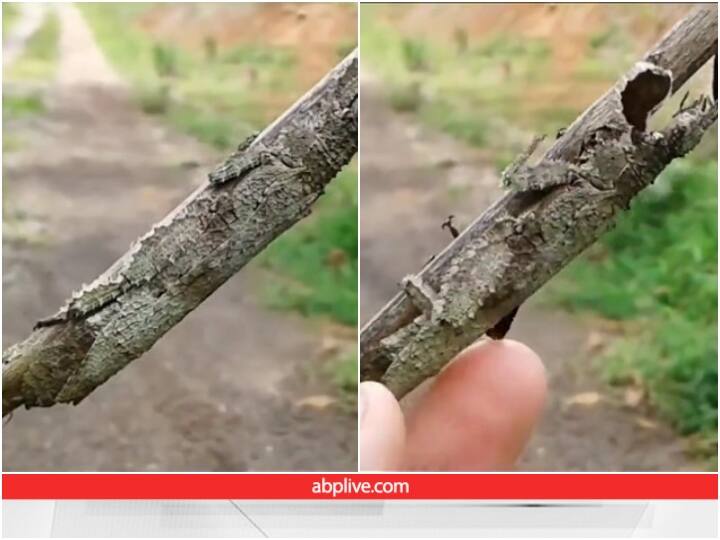 Insect brilliant camouflage to avoid predators watch here this illusion video Video: पहले तो देखने में सिर्फ लकड़ी लग रही... फिर जब वीडियो आगे बढ़ा तो खेल समझ आया...