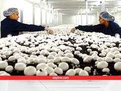Mushroom Farming: यहां की मशरुम की है विदेश में भी डिमांड...किसानों ने लिए बना इनकम का नया सोर्स