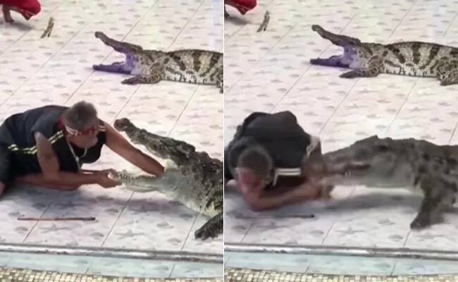 crocodile attack man crocodile breaks mans arm during stunt Viral Video: ਮਗਰਮੱਛ ਦਾ ਜਬਾੜਾ ਖੋਲ੍ਹ ਕੇ ਹੱਥ ਪਾ ਰਿਹਾ ਸੀ ਵਿਅਕਤੀ, ਉੱਦੋਂ ਹੀ 'ਪਾਣੀ ਦੇ ਜਲਾਦ' ਨੇ ਇੱਕ ਹੀ ਝਟਕੇ ਨਾਲ ਚਬਾਇਆ ਉਸ ਦਾ ਹੱਥ