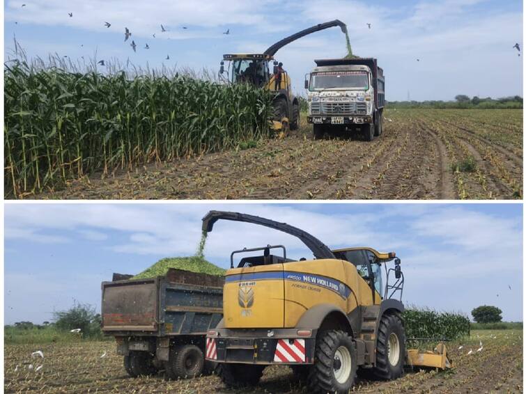 Thoothukudi Failed rains Maize crops destroyed for cattle feed TNN தூத்துக்குடியில் பொய்த்த மழை- கால்நடை தீவனத்துக்காக அழிக்கப்படும் மக்காச்சோள பயிர்கள்