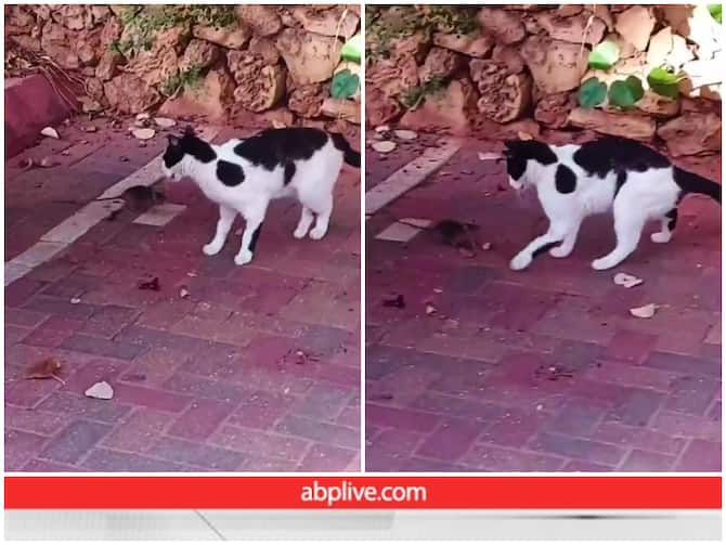 Cat And Rat Fight Reminds Tom And Jerry Cartoon Funny Viral Video |  बिल्ली-चूहे में हुई जबरदस्त फाइट, Video में देखिए कौन किस पर पड़ा भारी