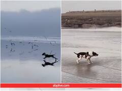 समुद्र किनारे उड़ते पक्षियों के पीछे भाग रहा था कुत्ता... मगर कुछ ही सेकेंड्स में दांव उल्टा पड़ गया!