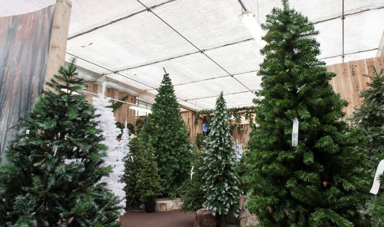 Christmas 2022: Know about christmas tree cultivation and price Christmas 2022: ક્રિસમસ ટ્રી એટલુ મોંઘુ વેચાય છે કે બિઝનેસ કરતાં લોકો કરી લે છે તગડી કમાણી, જાણો તહેવાર પછી શું કામમાં આવે છે?