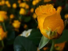 भारतातल्या गुलाबांना परदेशातून मागणी वाढली, 40  कोटींच्या घरात उलाढाल पोहचण्याचा अंदाज