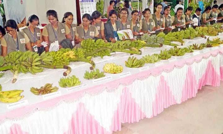 பாரம்பரிய வாழை ரகங்களின் ஏற்றுமதியை அதிகரிக்க வேண்டும் - ஏற்றுமதி மேம்பாட்டு ஆணைய தலைவர்