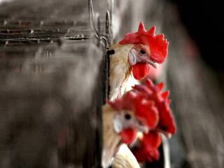 Bird Flu Outbreak In Europe: 2,500 Outbreaks In 37 Countries This Year Bird Flu : இந்த ஆண்டு இத்தனையா? பறவைக் காய்ச்சல் எங்கெல்லாம்.. அதிர்ச்சி தகவல்..