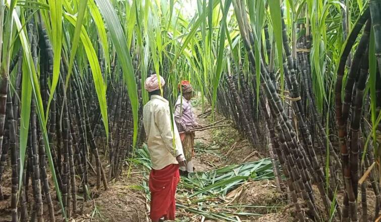 Trichy: Will sugarcane be included in the Pongal gift package? Expectations of farmers TNN பொங்கல் பரிசு தொகுப்பில் இடம்பெறுமா கரும்பு ?  - விவசாயிகள் எதிர்பார்ப்பு