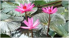 Lotus Flower : అరుదైన వ్యాధి నివారణలో కలువ పూలే నెంబర్ వన్