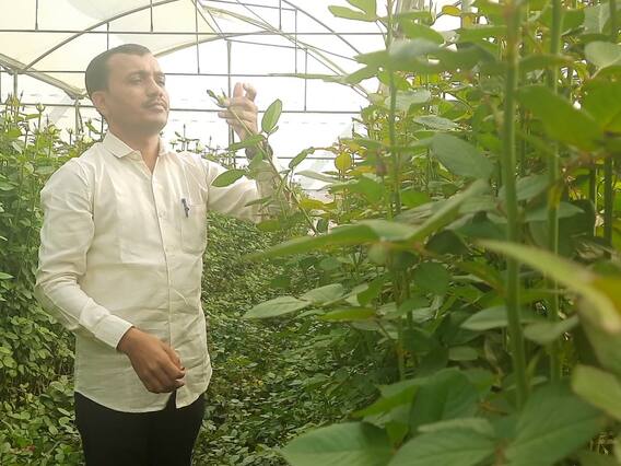 विदेशों से बढ़ी भारत में गुलाब की मांग, घरेलू कारोबार 40 करोड़ पहुंचने का अनुमान विदेशों से बढ़ी भारत में गुलाब की मांग, घरेलू कारोबार 40 करोड़ पहुंचने का अनुमान