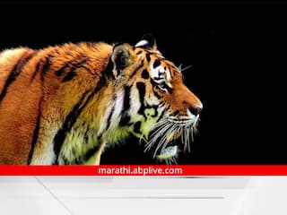 Year Ender 2022 : राज्यात यावर्षी 100 जणांचा वन्यप्राण्यांच्या हल्ल्यात मृत्यू, गेल्या 5 वर्षातील उच्चांकी संख्या, चंद्रपुरात सर्वाधिक