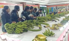 பாரம்பரிய வாழை ரகங்களின் ஏற்றுமதியை அதிகரிக்க வேண்டும் - ஏற்றுமதி மேம்பாட்டு ஆணைய தலைவர்