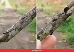 Video: ਪਹਿਲਾਂ ਤਾਂ ਦੇਖਣ 'ਚ ਸਿਰਫ਼ ਲੱਕੜ ਵਰਗਾ ਲੱਗ ਰਿਹਾ ਸੀ... ਫਿਰ ਜਦੋਂ ਵੀਡੀਓ ਅੱਗੇ ਵਧੀ ਤਾਂ ਸਮਝ ਆ ਗਈ ਖੇਡ...