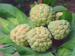 थकान, चिड़चिड़ापन और कमजोरी का इलाज कर सकता है ये फल, इस तरह से डाइट में करें शामिल