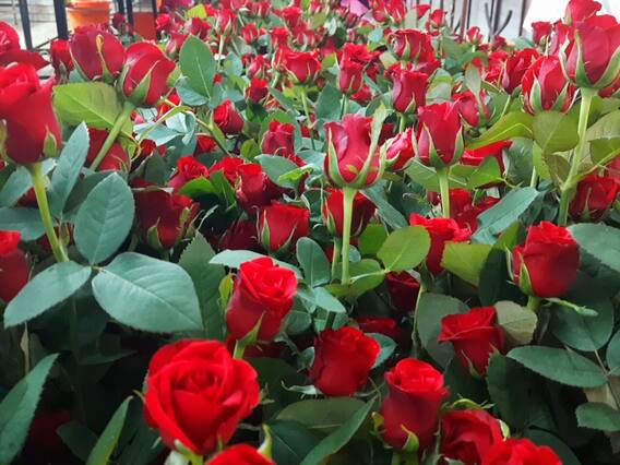विदेशों से बढ़ी भारत में गुलाब की मांग, घरेलू कारोबार 40 करोड़ पहुंचने का अनुमान