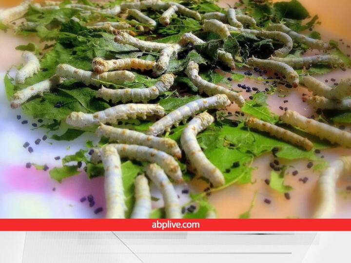 know the Full Process of Making Silk sarees worth lakhs of rupees are prepared from Silk Worms Sericulture: सिल्क की लाखों रुपये की साड़ियां इस छोटे से कीड़े से होती हैं तैयार! पूरी प्रोसेस जानकर घूम जाएगा दिमाग