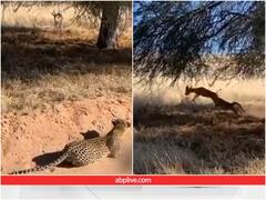 Video: हिरण के शिकार के लिए तेंदुए ने ऐसे बनाई पूरी स्ट्रेटजी, शुरू किया तो पूरा वीडियो देखकर ही रुकेंगे