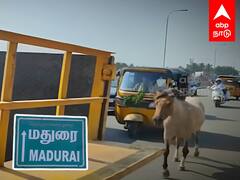 Madurai : குட்டியை பிடித்த மாநகராட்சி ஊழியர்கள்! துரத்தி ஓடிய தாய் குதிரை! நெகிழ்ச்சி சம்பவம்..!