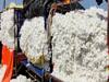 Cotton Procurement : खरेदी सुरु मात्र दराच काय? नंदूरबारमध्ये सीसीआयकडून कापूस खरेदीला सुरुवात