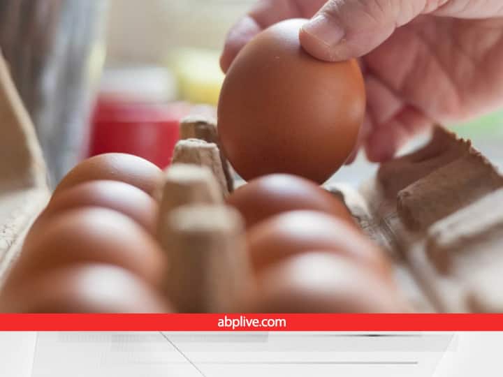 How to Get Big size Egg from Poultry Farm or Full process of big size Egg Production and Earnings Egg Production: मुर्गी से चाहिए बड़े साइज का अंडा?.... तो अपनाएं ये तरकीब, कुछ ही दिनों में फिर चल पड़ेगा पोल्ट्री कारोबार