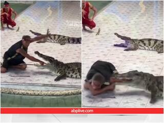 Video: मगरमच्छ के मुंह में हाथ डालकर करतब दिखा रहा था शख्स, एक ही झपट्टे में चबा डाला हाथ